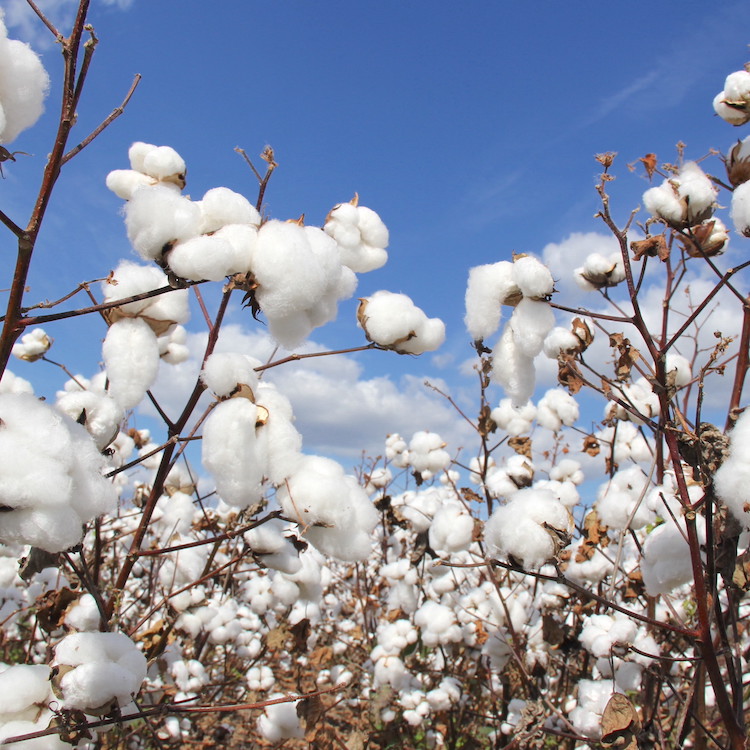 Spreading the message of cotton's sustainability